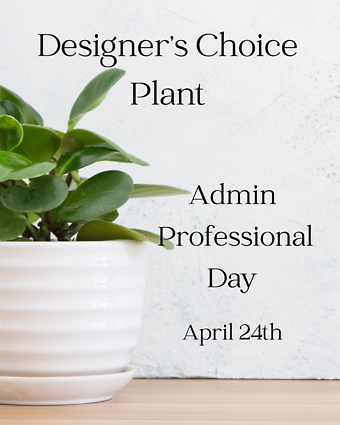 Designer\'s Choice - Plant