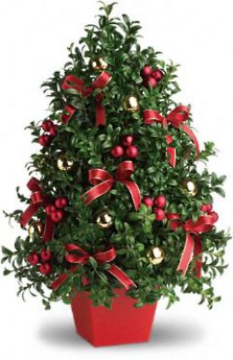 Traditional Boxwood Christmas Tree