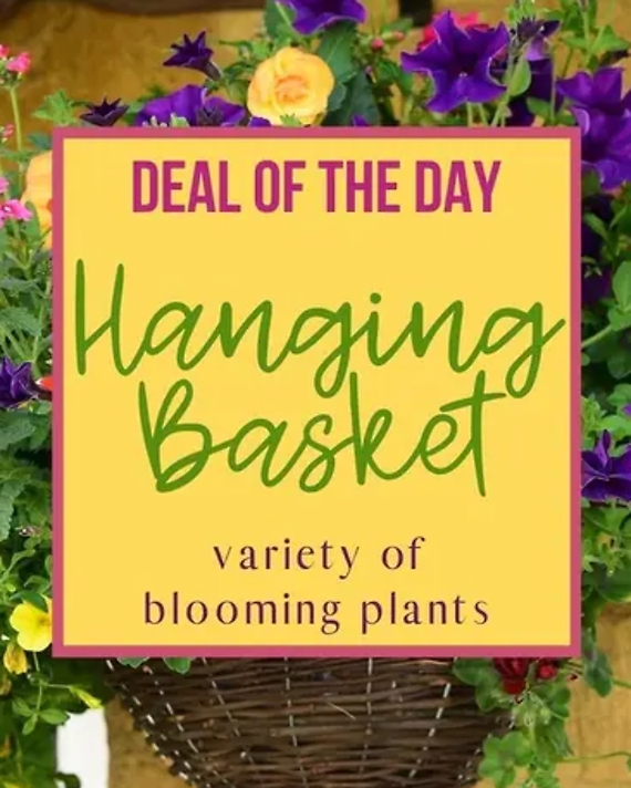 Deal of the Day - Hanging Basket